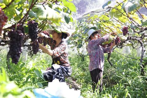 文旅推介 巴南区南彭街道：80亩“音乐葡萄”熟了，邀你品尝“甜蜜”澎湃号·政务澎湃新闻 The Paper