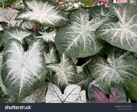 Tropical Foliage Plant Caladium Aaron Leaves Stock Photo 2365422857 ...
