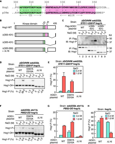 Osmostress Enhances Activating Phosphorylation Of Hog1 Map Kinase By