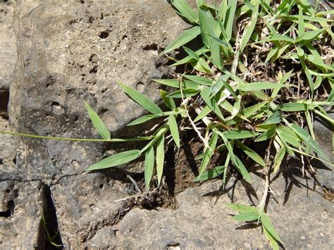 Digitaria ciliaris (Fingergrass, Henry's Crabgrass, Southern Crabgrass ...