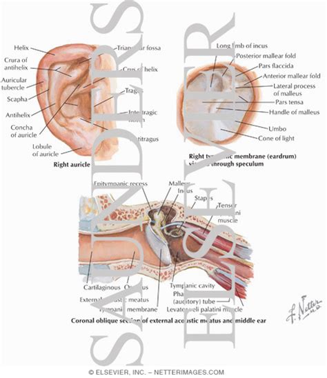 External Ear Anatomy, Pdf Anatomy And Orientation Of The Human External Ear Semantic Scholar ...