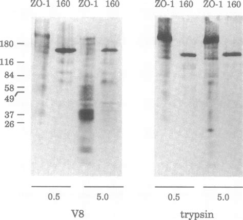 Basolateral plasma membrane | Semantic Scholar 