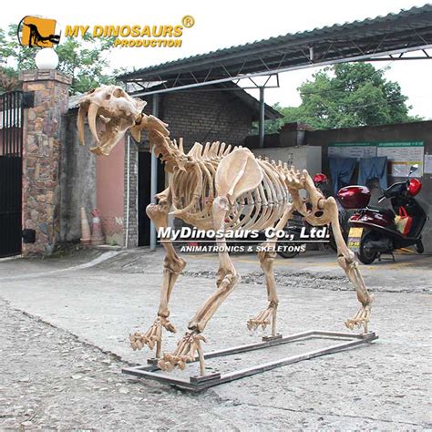 Sabertooth Cat Smilodon Articulated Skeleton for Sale