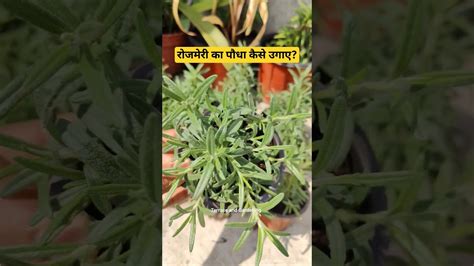 रोजमेरी का पौधा कैसे उगाएhow To Grow Rosemary At Home In India