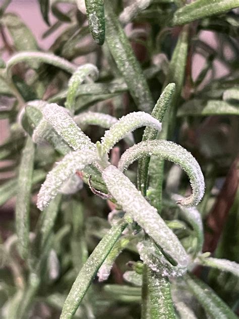 Powdery Mildew On A Rosemary Plant Planters Place