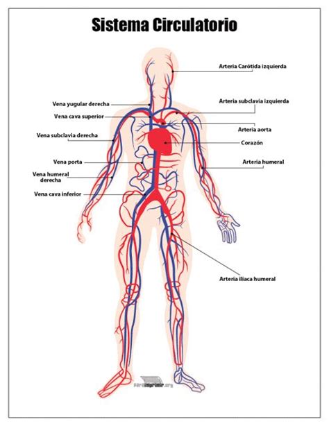 EL SISTEMA CIRCULATORIO Y SUS PARTES | Sistema circulatorio, Sistemas ...