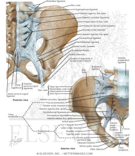 Ligaments Of The Pelvis