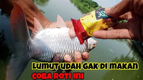 Test Umpan Roti Klik Saat Mancing Ikan Tawes Di Irigasi Jelata