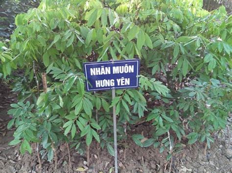 Giống cây nhãn lồng hưng yên