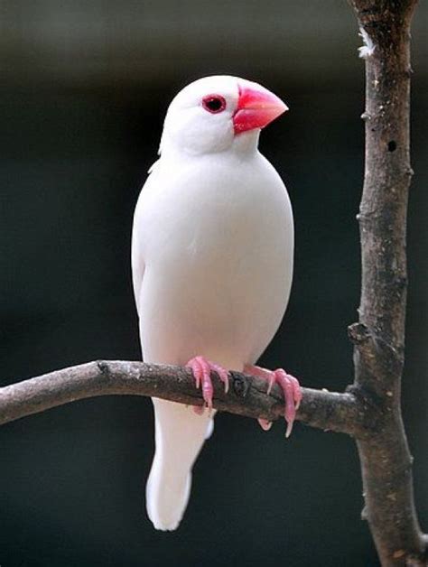 White Java Sparrow Cutest Paw Pretty Birds Beautiful Birds Birds