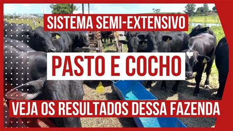 Sistema Semi Extensivo De Cria O De Gado De Corte Bovinos De Corte