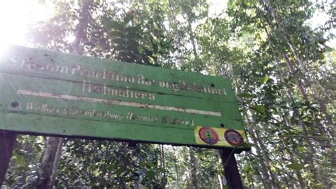 Taman Nasional Aketajawe Lolobata Surga Halmahera