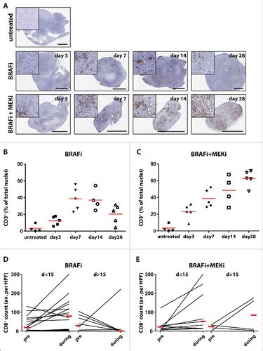 Full Article Targeting The Mapk And Pi K Pathways In Combination With