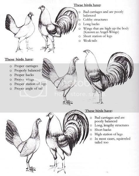 Gamefowl Breeding Tips Danbopqe