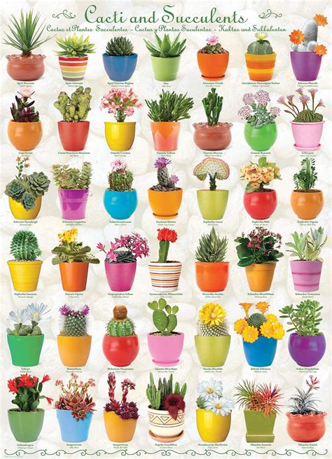 Eurographics Cacti And Succulents 1000 Jigsaw Puzzle