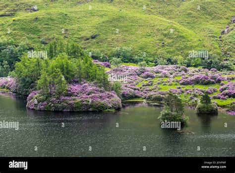 Plagas De Rododendros Fotograf As E Im Genes De Alta Resoluci N Alamy