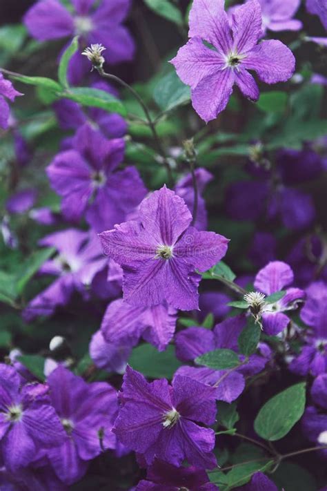 Clematis Viticella Wild Flower Stock Image Image Of Closeup Flower