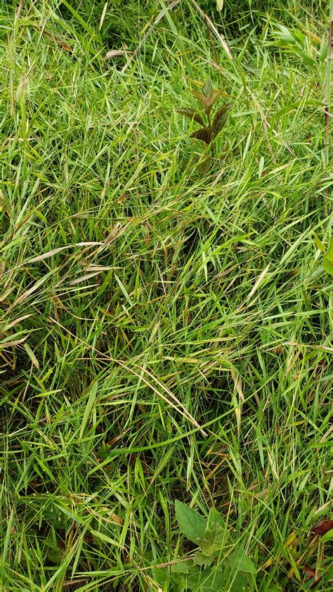 Media Of Bog Witchgrass Maryland Biodiversity Project