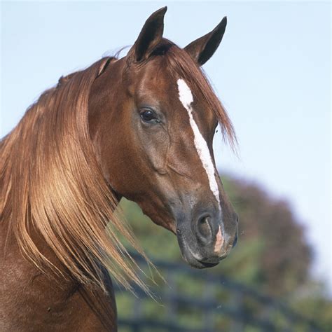 Horses Facial Markings And What They Mean