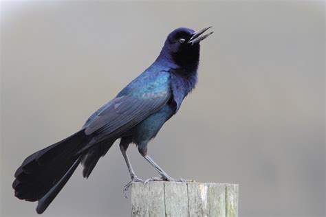 5 Types of Black Bird Species (With Pictures) - Optics Mag