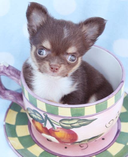 Deer Head Chihuahua Puppies For Sale In Louisiana - Pets Lovers