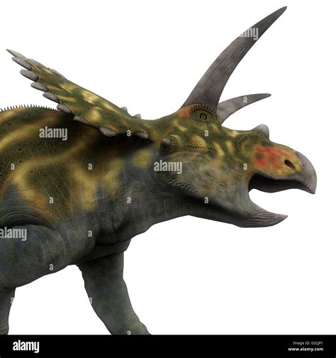 Coahuilaceratops was a ceratopsid herbivorous dinosaur that lived in ...