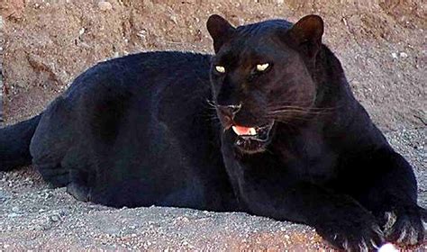 Big black cat in South Carolina : r/ImagesOfSouthCarolina