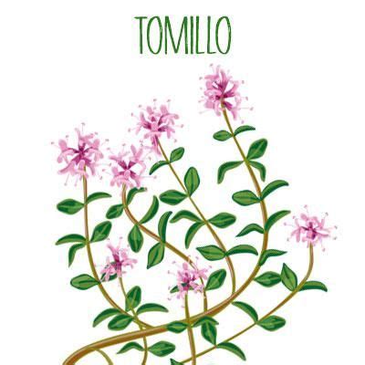 Tomillo Arom Tico Y Terap Utico Tomillo Plantas Ilustraciones