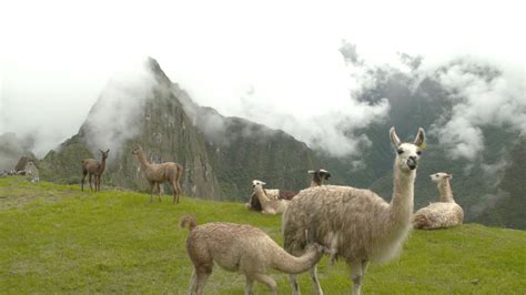 Curiosidades De Las Llamas De Machu Picchu Que No Conoc As