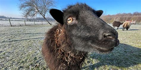 Wolle Allein Reicht Nicht Warum Schafe Im Winter Nicht Frieren