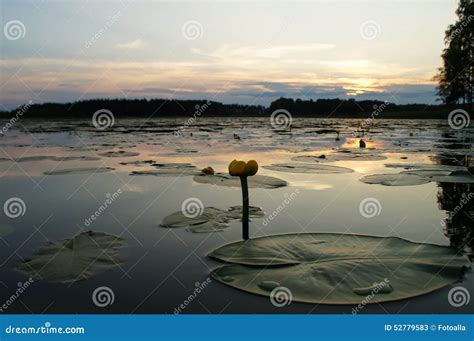 Waterlily At Sunset Stock Image Image Of Lake Reflection 52779583