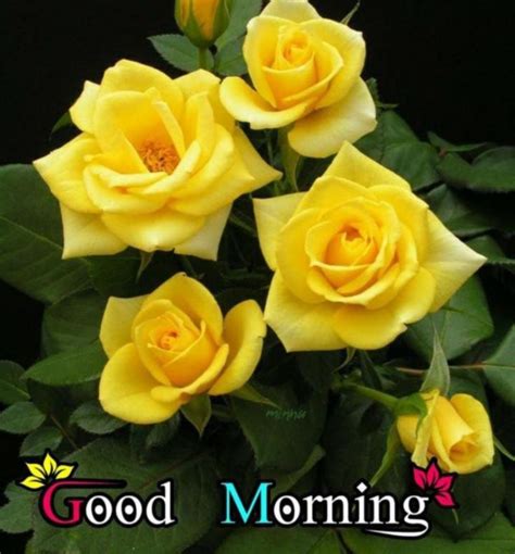 Fantastic Good Morning Yellow Rose Photo Good Morning Pictures