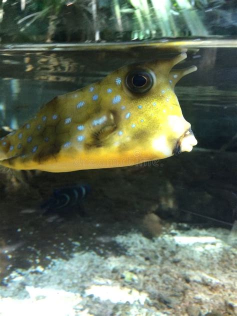 Cowfish stock photo. Image of ocean, funny, fish, cowfish - 47696782