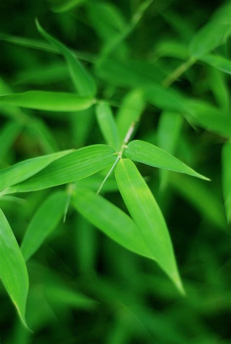 Rumput Hijau Latar Belakang - Foto gratis di Pixabay - Pixabay