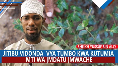 JITIBU VIDONDA VYA TUMBO KWA KUTUMIA MTI WA MDATU MWACHE SHEIKH