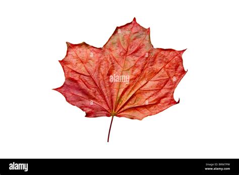 Bronze Autumn Sycamore Leaf Acer Pseudoplatanus On A White Background