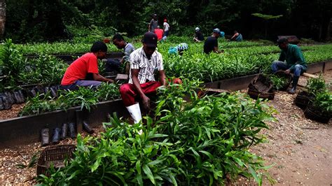 The Fight Against Deforestation in the Heart of the Congo Basin ...