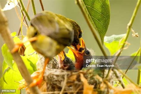 355 Miner Birds Stock Photos High Res Pictures And Images Getty Images