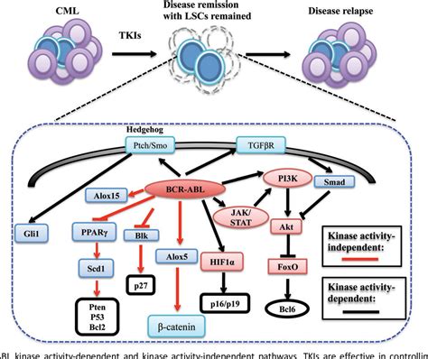 Figure From Exploiting Unique Biological Features Of Leukemia Stem