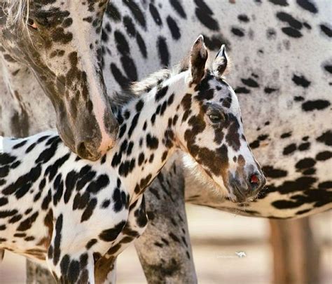 Leopard Appaloosa Foal | Appaloosa horses, Beautiful horses, Foals