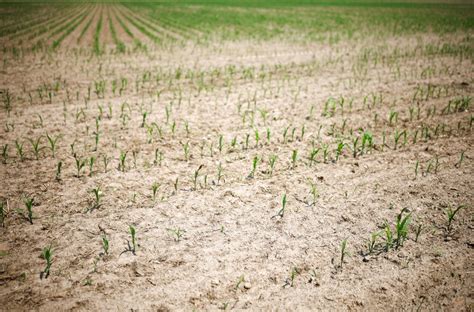 S Cheresse Une Grande Partie De La Meurthe Et Moselle En Alerte