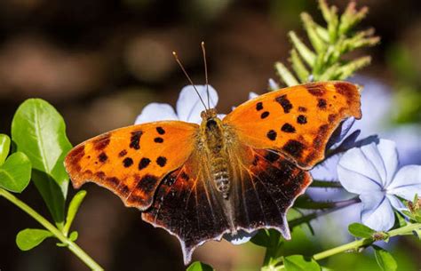 20 totally amazing butterfly species