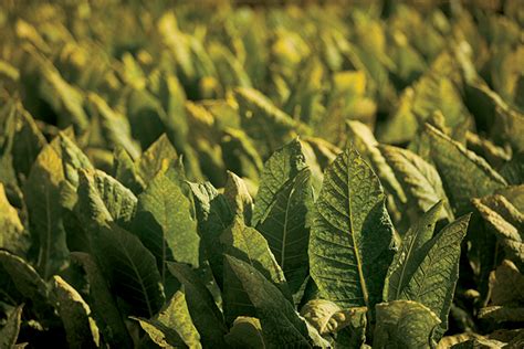 Future of Virginia Tobacco Burns Bright - Farm Flavor