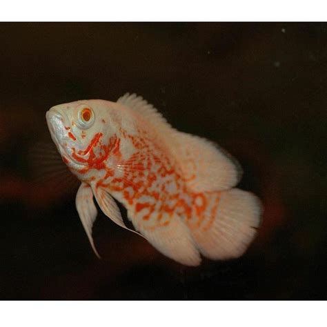 Albino Tiger Oscar Fish | Size 2Single