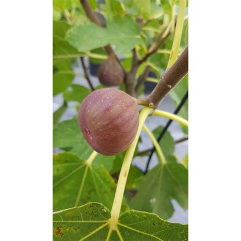 Ficus Carica Pastiliere Figuier Rouge De Bordeaux