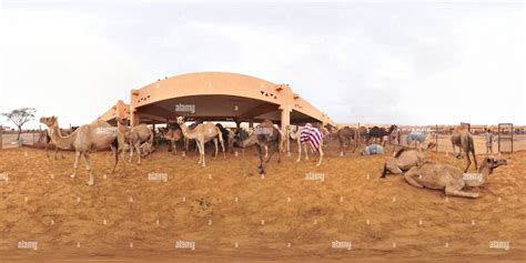 Camel Market Of Al Ain Stock Photos And Camel Market Of Al Ain Stock