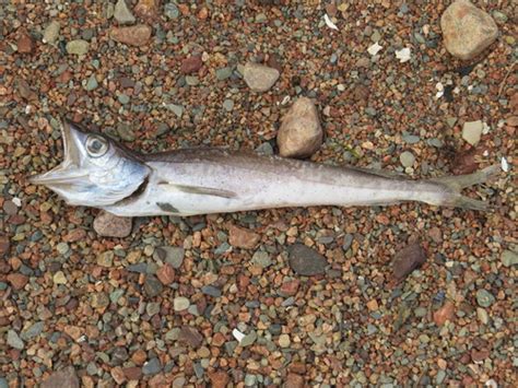 Silver Hake East Coast Pelagics · Inaturalist