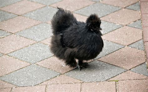 10 Bantam Chicken Breeds (With Pictures) - LearnPoultry