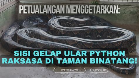 Misteri Terungkap Penemuan Ular Python Raksasa Di Taman Hewan Apa