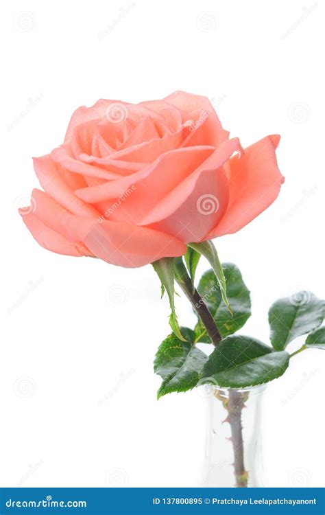 Single Beautiful Fresh Pink Rose In Glass Vase Isolated On White